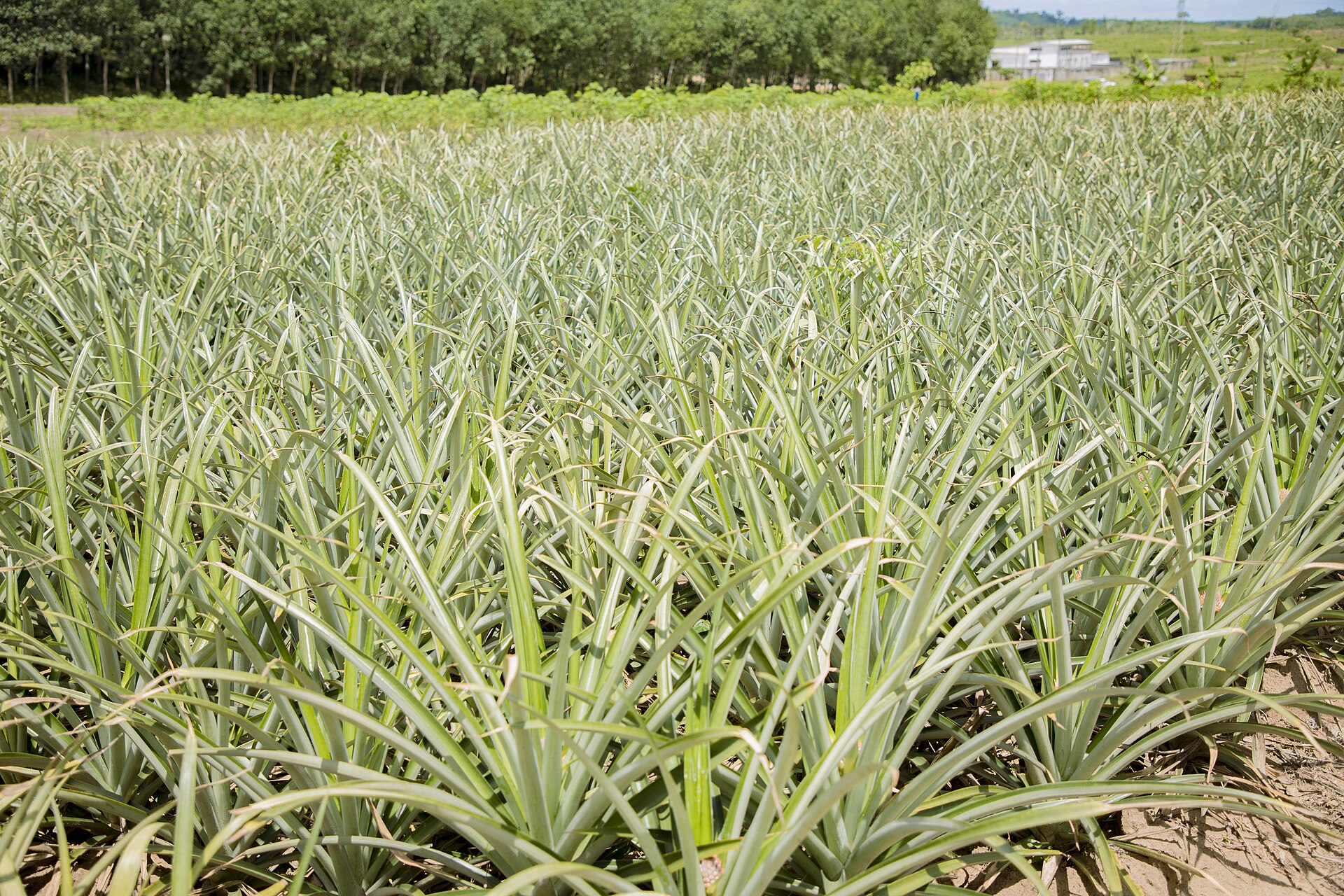 Champ d'ananas à Bonoua